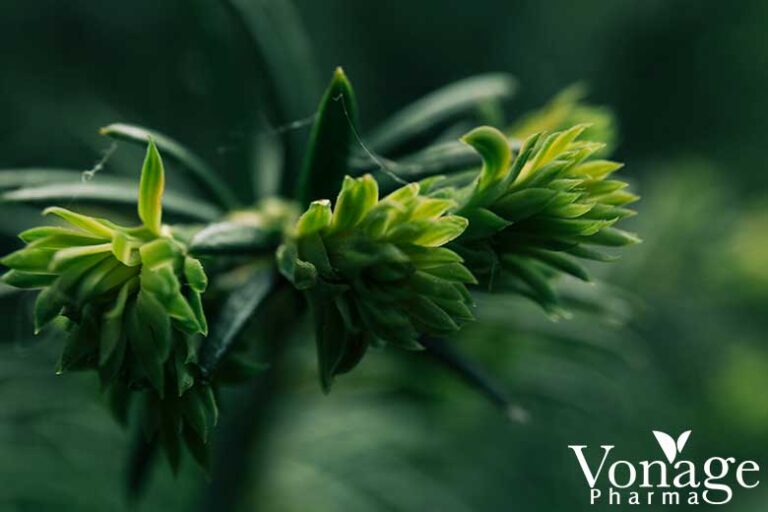 Phytocannabinoids B2B Sources, Effects & Differences