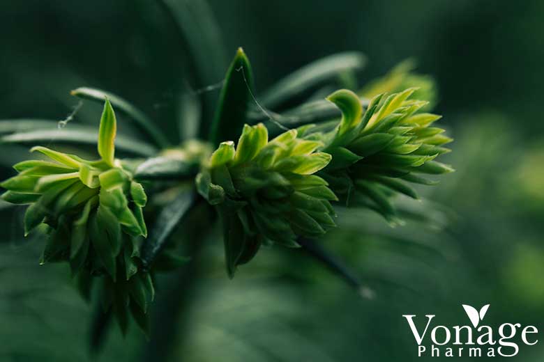 Phytocannabinoids B2B Sources, Effects & Differences