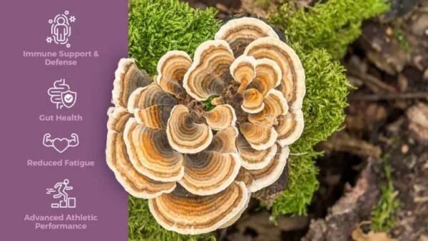Chaga Mushroom